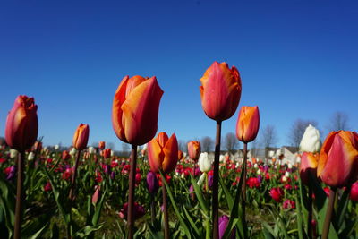Close-up of red tulips in field against sky