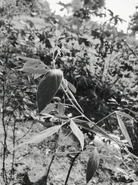 Close-up of plant growing on field
