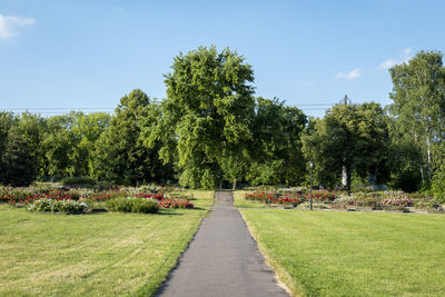 Silesian park is one of the largest downtown parks in europe. rose garden on a summer afternoon. 