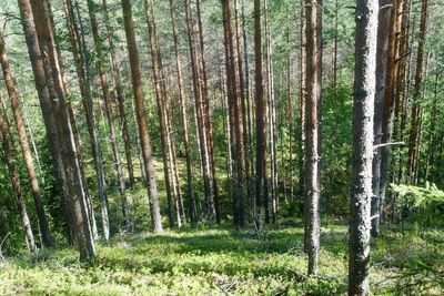 Pine trees in forest