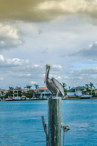 Seagulls perching on wooden post