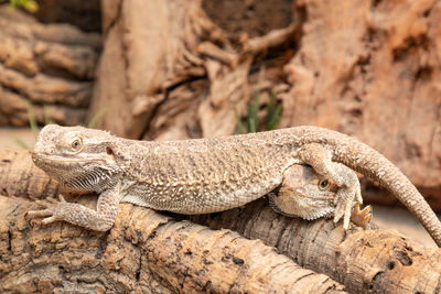 Close-up of lizard on rock