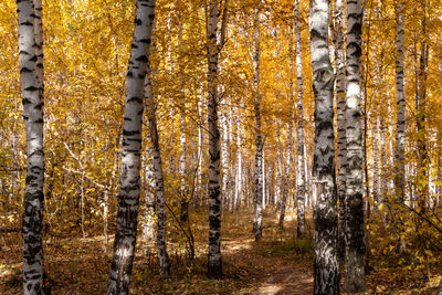 Pine trees in forest during autumn