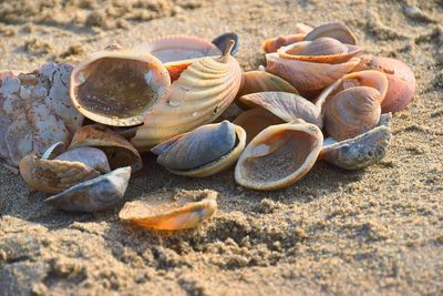 Close-up of shells on beach