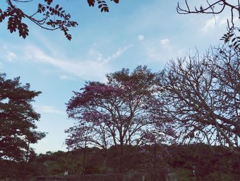 Trees against sky
