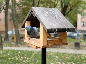 Close-up of bird perching on wooden bench