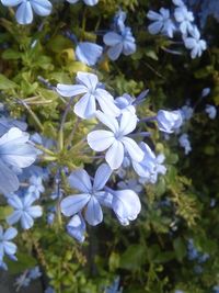 Close-up of purple flowers