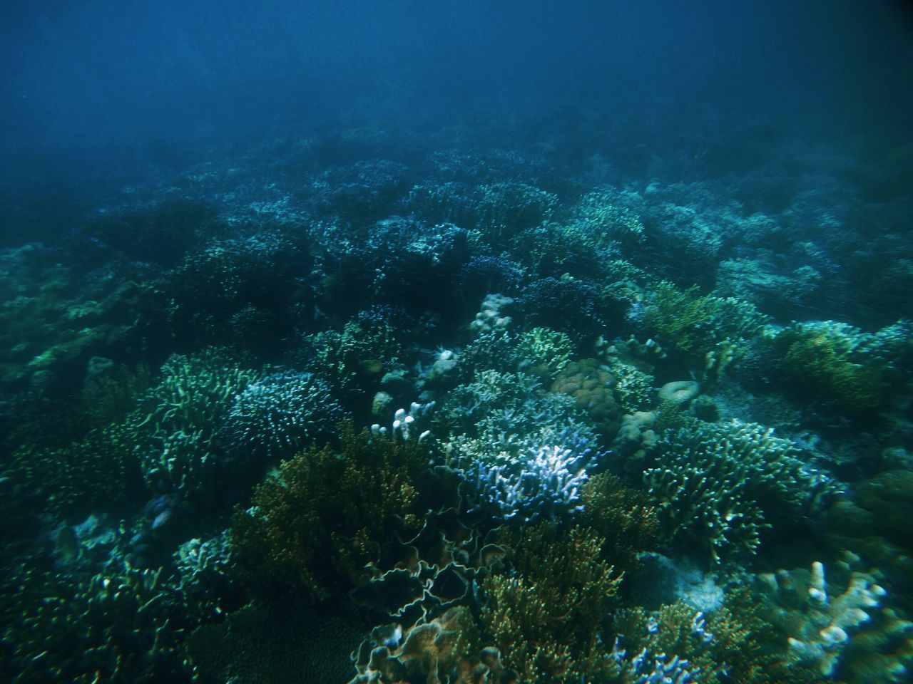 Coral garden
