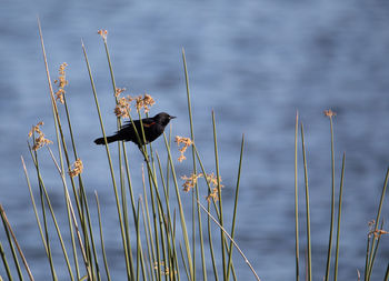 Male red winged blackbird agelaius phoeniceus perches in a swamp in naples, florida