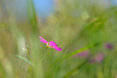 Close-up of flower against blurred background