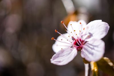 Close-up of white cherry blossom