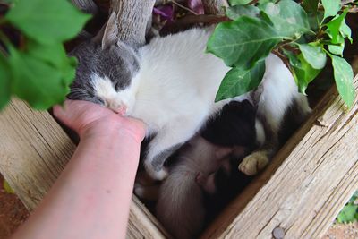 Cropped image of hand touching kitten