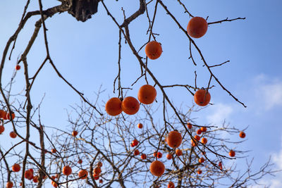 Low angle view of persimmon on tree against sky