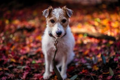 Close-up portrait of dog on field during autumn