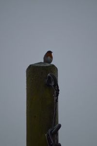 Bird perching on pole against sky