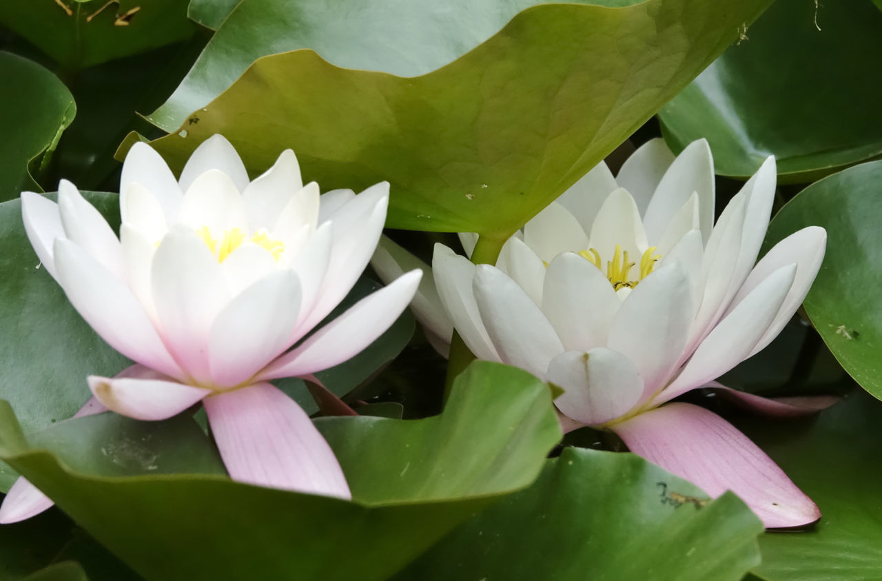 CLOSE-UP OF LOTUS WATER LILY