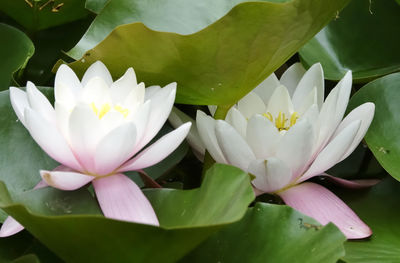 Close-up of lotus water lily in lake