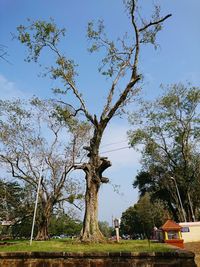 Low angle view of tree against sky