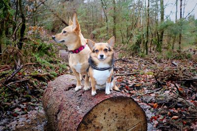 Dog in a forest