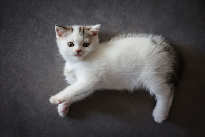 Close-up portrait of cat