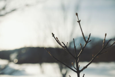 Close-up of snow on plant against sky