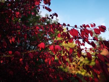 Low angle view of red flowering tree against sky