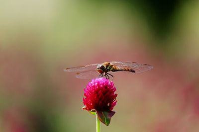 Close-up of insect on flower against blurred background