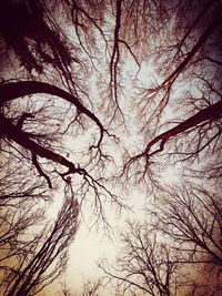 Low angle view of bare tree against sky