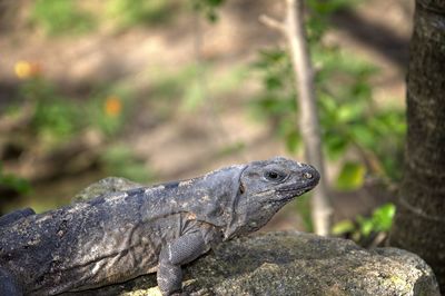 Close-up of a lizard on rock