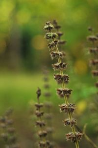 Close-up of plant growing on field