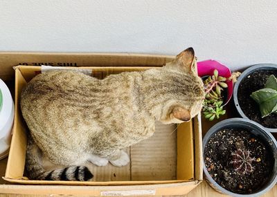 High angle view of cat sleeping on table