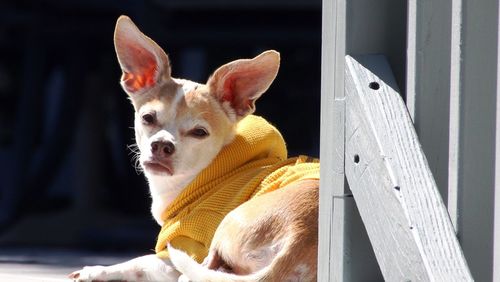 Close-up of a dog looking on