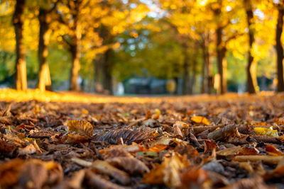 A carpet of leaves covers the tree-lined avenue