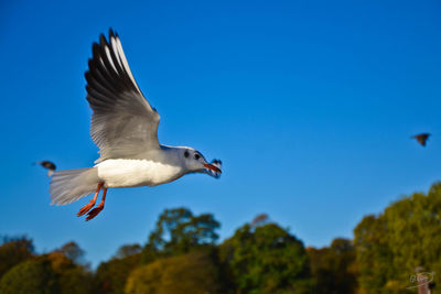 Low angle view of birds flying over white background