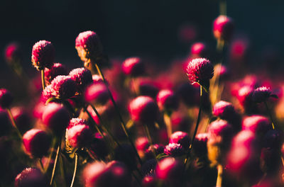 Close-up of pink flowering plants