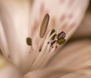 Close-up of flower plant