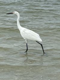 Side view of a bird in water