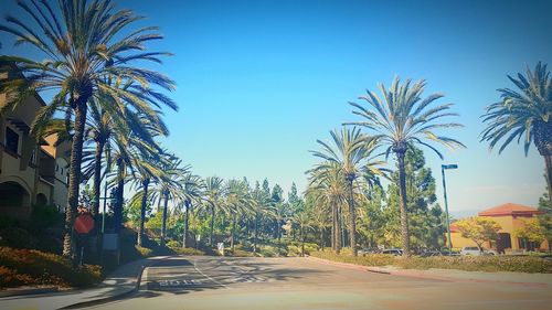 Palm trees against clear blue sky