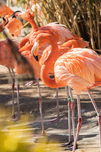 View of birds in lake