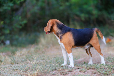 Side view of dog standing on field