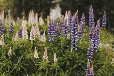 Close-up of purple flowering plants on field