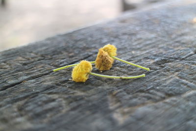 Close-up of yellow leaf on wood