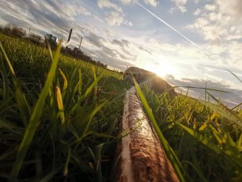 Close-up of grass on land against sky