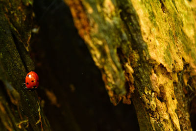 Close-up of ladybug on tree trunk