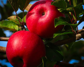 Close-up of apples on tree