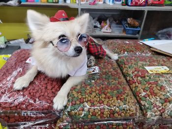 Dog lying down for sale at market stall