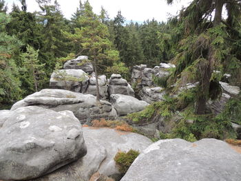 Scenic view of river in forest against sky