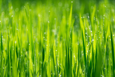Full frame shot of wet plants on field