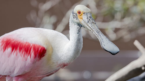 Close-up of pelican