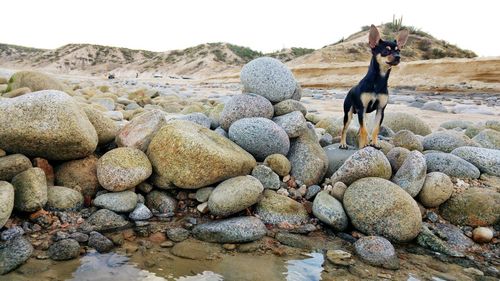 Dog on rock at shore against sky